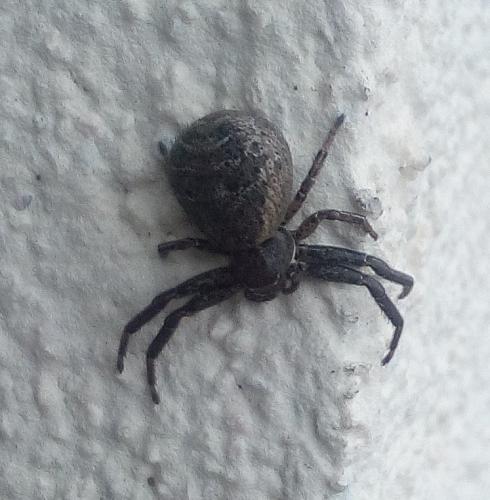 Xysticus_sl sp.